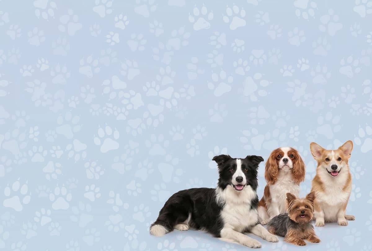 Banner background